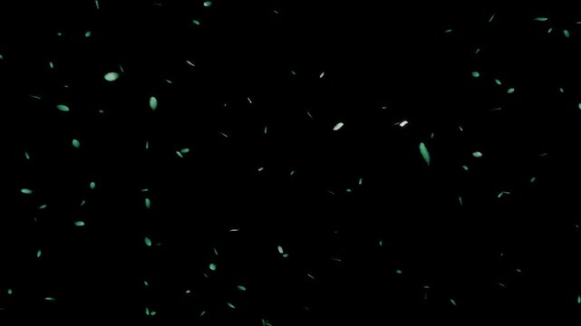 新緑の木の葉が気品あふれる翡翠色に艶めき黒背景をたゆたうループ動画。日本茶ブランドのPR動画、伝統工芸展オープニング、高級和風LPに調和する奥深い翠の光沢を放つシネマティック素材