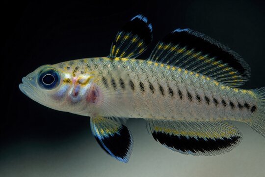 dartfish swims in dark water. Small transparent fish has yellow fin tips and black stripes on body. Marine animal shows elegant finnage and detailed scales. Ocean dweller.