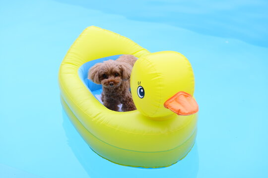 Toy poodle floating in a yellow duck pool float on the water