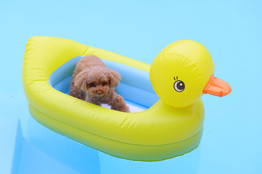 Toy poodle floating in a yellow duck pool float on the water