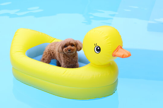 Toy poodle floating in a yellow duck pool float on the water