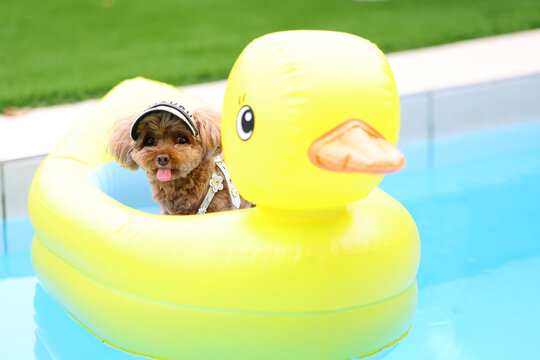 Toy poodle floating in a yellow duck pool float on the water