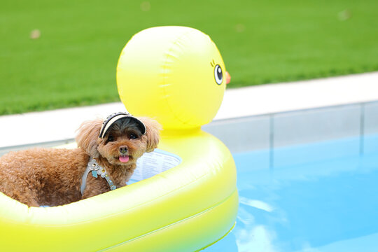 Toy poodle floating in a yellow duck pool float on the water