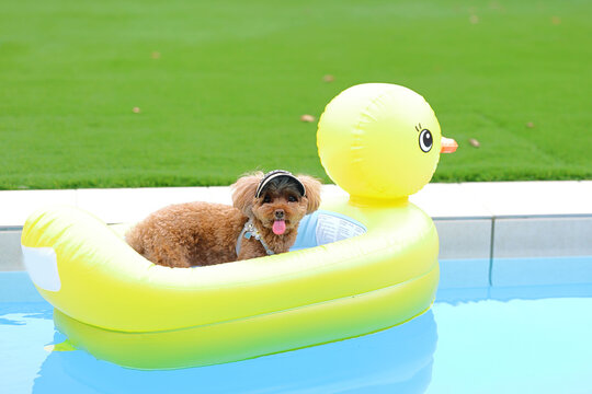 Toy poodle floating in a yellow duck pool float on the water