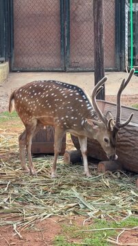 Adult spotted deer with antlers eating dry leaves, wildlife video footage showing natural feeding behavior of axis deer in habitat