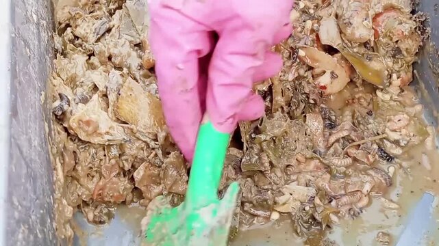 Maggot adalah larva dari lalat tentara hitam (*Hermatia illucens*). Hewan ini merupakan pengurai limbah organik yang sangat efektif dalam mengonsumsi dan menguraikan sisa makanan atau limbah organik.