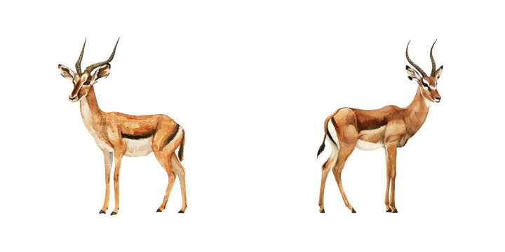 antelope watercolor vector illustration