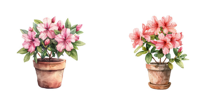 azalea flowers watercolor vector illustration