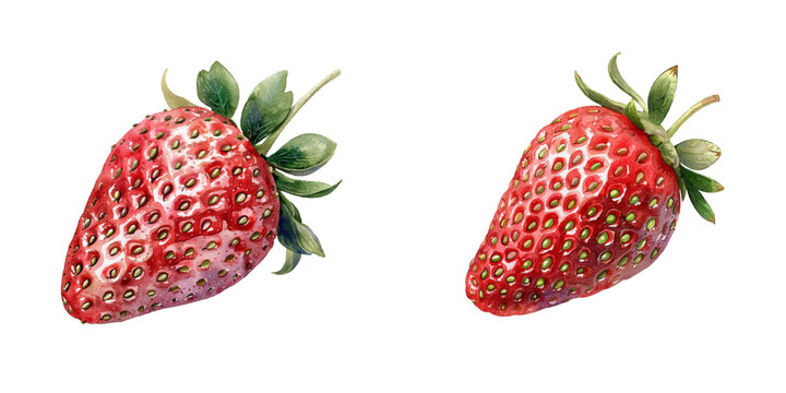 strawberry watercolor vector illustration