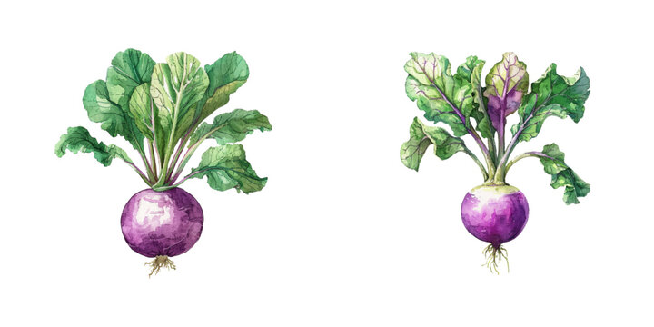 turnip watercolor vector illustration