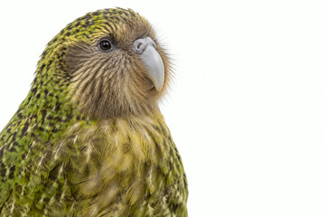 Obraz premium Kakapo close portrait isolated on white background