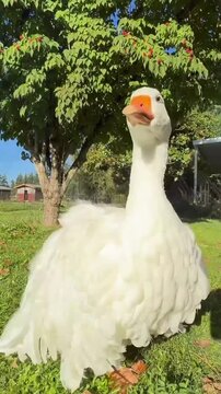 Funny white geese walking in a sunny park