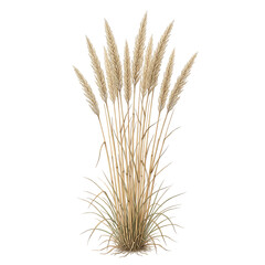 Fototapeta premium Dried pampas grass bouquet isolated on a white background