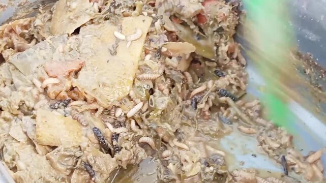 Maggot adalah larva dari lalat tentara hitam (*Hermatia illucens*). Hewan ini merupakan pengurai limbah organik yang sangat efektif dalam mengonsumsi dan menguraikan sisa makanan atau limbah organik.