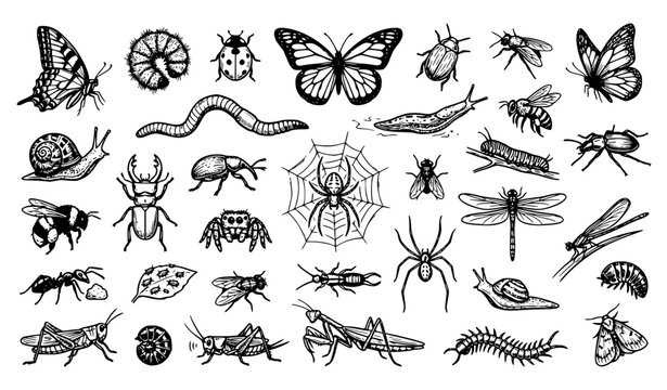 Hand Drawn Garden Bugs and Insects Doodle Sketch Vector Collection