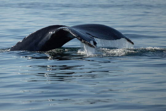 Humpback Whale (Megaptera novaeangliae) Fluke Splashdown &mdash; Tail Reentering Water With White Ventral Pattern Visible, Newburyport, Massachusetts