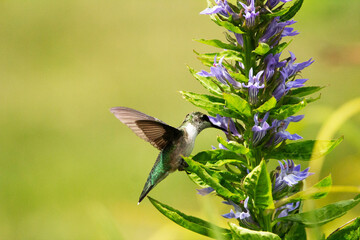 Fototapeta premium hummingbird in flight