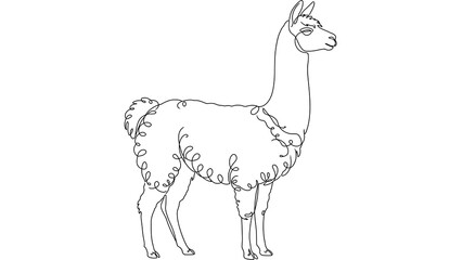 Obraz premium Llama standing on white background.