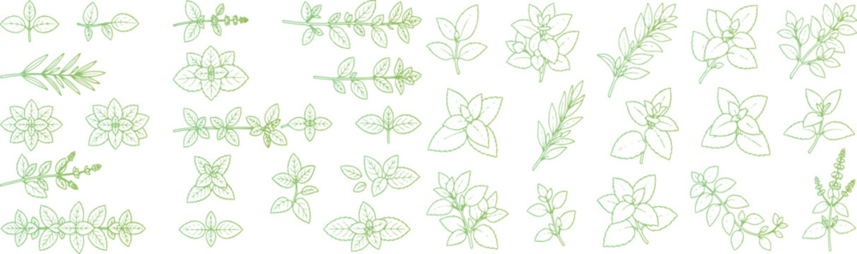 Set of fresh green herbs and aromatic leaves hand drawn sketch style illustration