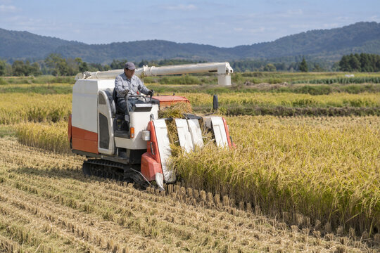 Japanese Farmer Harvesting Rice with a Combine