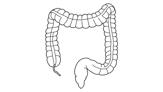 Human large intestine white background.
