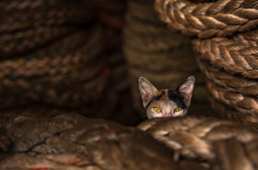 Peeking cat  © Rizwan