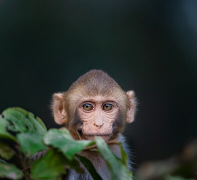 portrait of a macaque