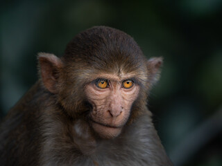Fototapeta premium close up portrait of a baboon
