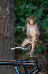 Baby monkey curious © Rizwan