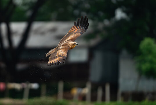 kite in flight