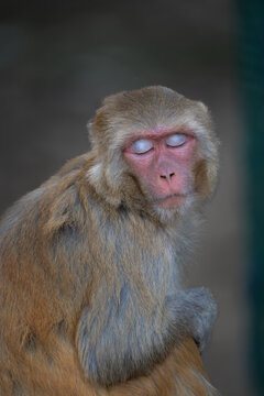 portrait of a macaque
