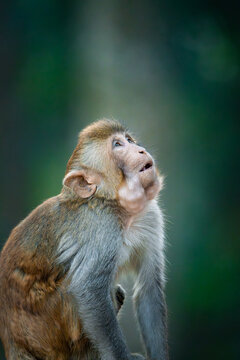  baby macaque