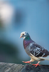 Obraz premium pigeon on the wall