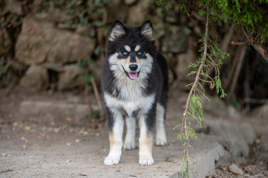 Portrait d&rsquo;un Pomsky en pleine nature