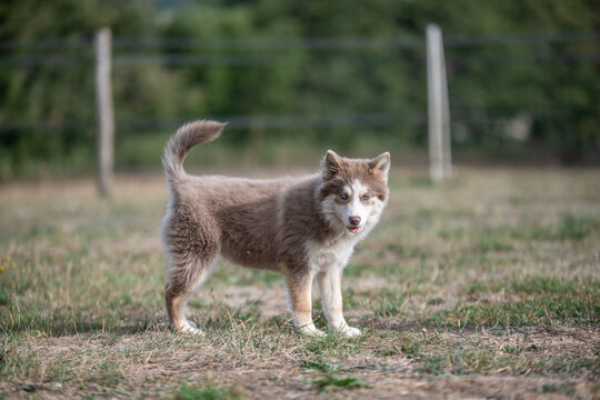 Portrait d&rsquo;un Pomsky en pleine nature