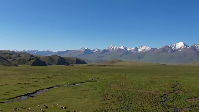 Aerial view of sheep grazing across vast green grasslands with snow-capped mountains in the distance