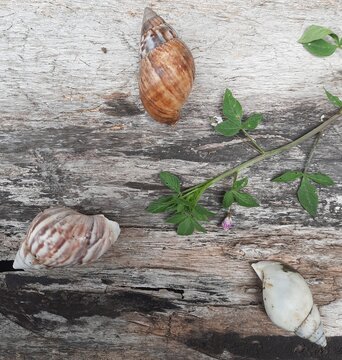 Three empty snail shells and green plant on weathered old wood texture flat lay