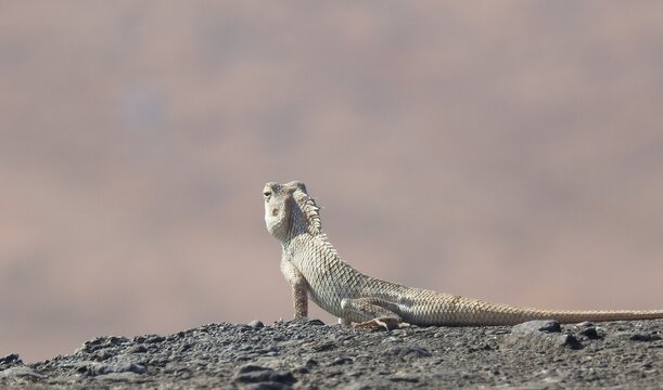 Oriental Garden Lizard basking on rock in Pune fort India

Pale morph of Oriental Garden Lizard Calotes versicolor basking on a rocky surface in bright sunlight at Pune hill fort, Maharashtra, India. 