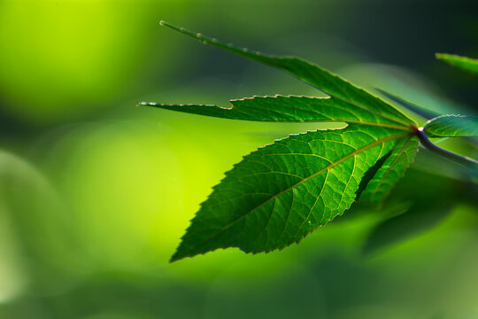 Fresh green roselle leaves growing on a branch with bright bokeh background.A beautiful close-up macro shot of vibrant green palmate leaves 