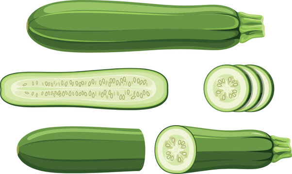Vector green zucchini collection featuring whole marrow squash half cut lengthwise pieces and fresh round slices isolated on white background.