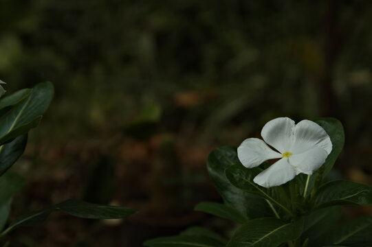 White vinca flower blooming among lush green foliage, showcasing delicate petals, natural beauty, ornamental value, and a serene tropical garden setting.