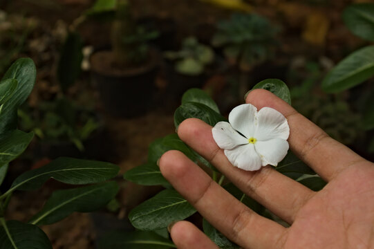 Hand gently holding a white vinca flower surrounded by lush green leaves, highlighting delicate petals, natural beauty, gardening, and the human connection with ornamental plants.