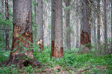 Fototapeta premium Several mature spruce trunks show severe bark damage caused by Ips typographus infestation. Expanding pest outbreak kills conifers, degrades woodland and reduces economic value of harvested timber.
