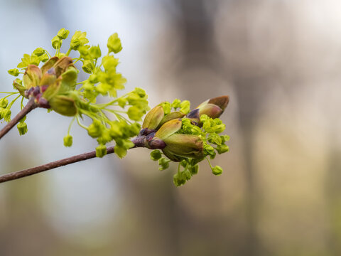 Fresh maple leaves with flowers and seeds
