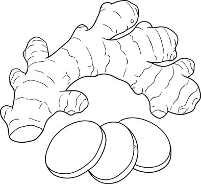 Minimal black line art vector illustration of a whole fresh ginger root with three sliced circular pieces