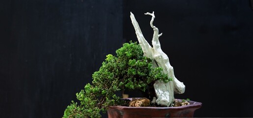 Bonsai tree stands with twisted trunk and lush green foliage. Dark background highlights its elegant, weathered form. Roots and pot reveal careful cultivation and patience © Issarawat Tattong