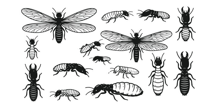 Set of termite insects
