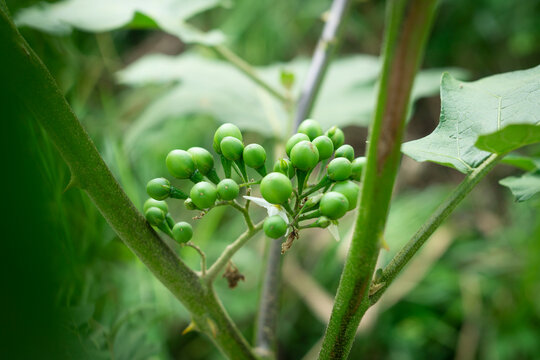 the fruit of the takokak or terung pipit plant (Solanum torvum), which is also often referred to as cepokak or rimbang