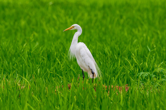 Great white egret standing in a rice field in China - rice field bird