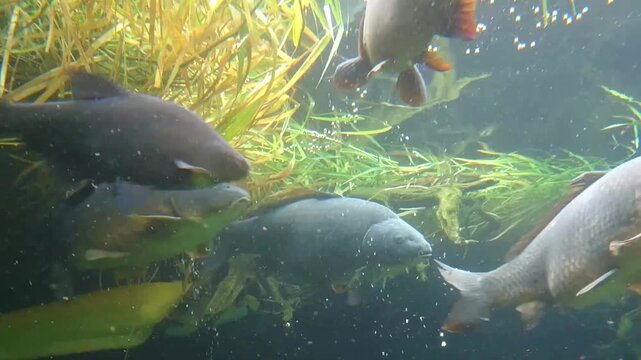 Underwater view of carp swimming among aquatic plants in a modern aquaculture pond